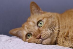 orange-tabby-kitten-640x480-25200104.jpeg