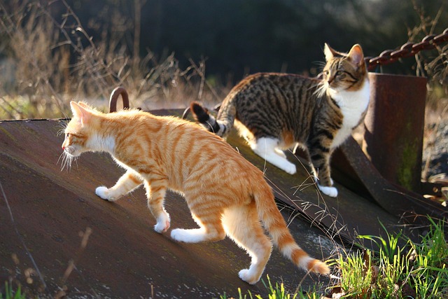 Orange Tabby Kitten