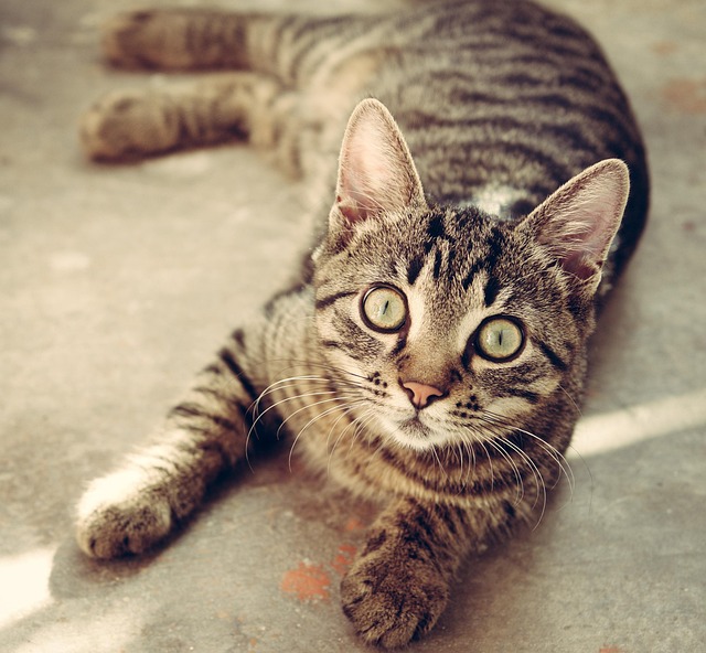 Orange Tabby Kitten
