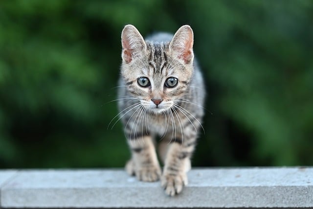 Orange Tabby Kitten