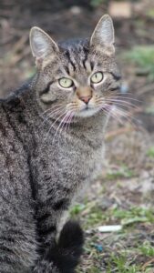 orange-tabby-kitten-640x480-94961394.jpeg
