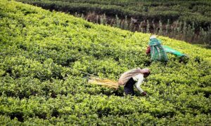 peppermint-tea-640x480-13785327.jpeg