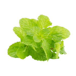 peppermint-tea-640x480-38037469.png