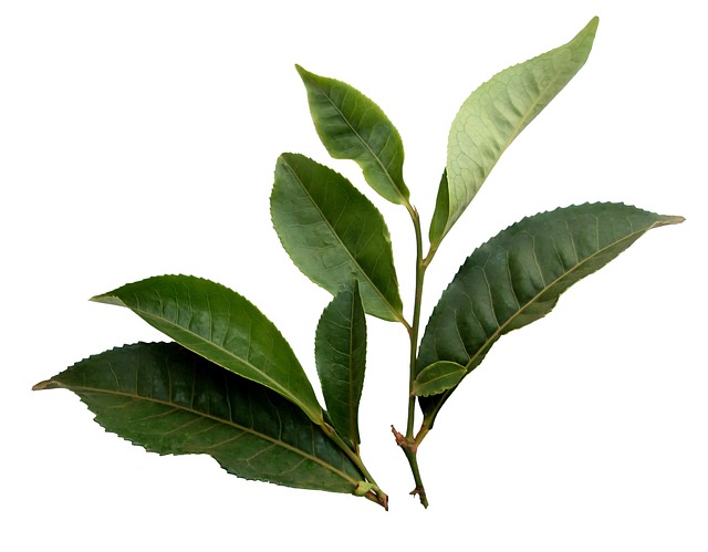 Peppermint Tea