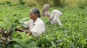 peppermint-tea-benefits-640x480-52884908.jpeg