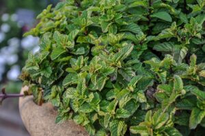 peppermint-tea-benefits-640x480-5570988.jpeg
