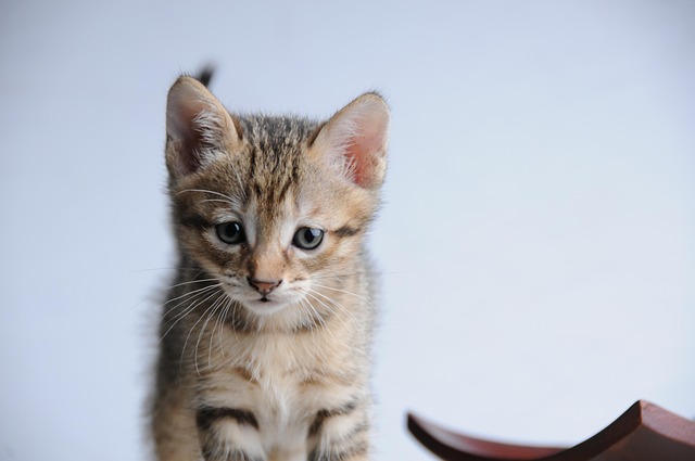 Playful Marmalade Cats