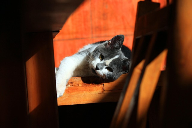 playful-marmalade-cats-640x480-14482114.jpeg