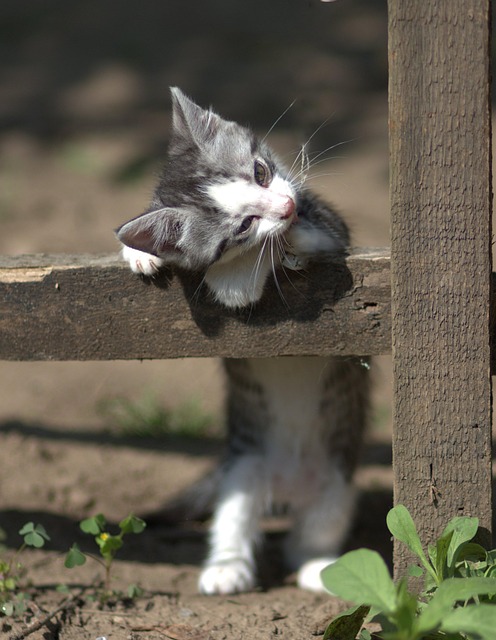Playful Marmalade Cats