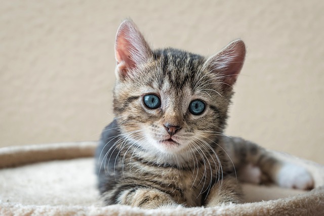 Playful Marmalade Cats