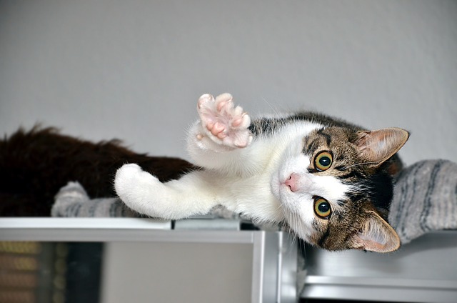 Playful Marmalade Cats