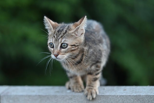 Playful Marmalade Cats