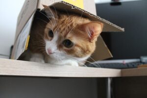 tabby-cats-640x480-3154322.jpeg