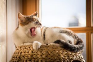 awesome-ginger-cats-640x480-15853408.jpeg