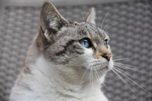 awesome-ginger-cats-640x480-69155068.jpeg