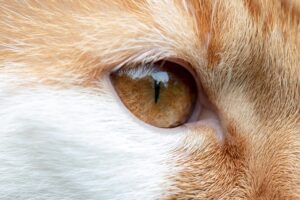 awesome-orange-cats-640x480-32149899.jpeg