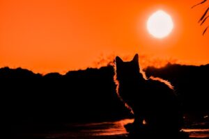 awesome-orange-cats-640x480-70057977.jpeg