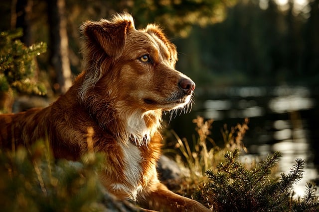 best air purifier for pets