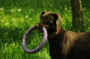 best-air-purifier-for-pets-640x480-65278504.jpeg