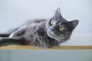 best-air-purifier-for-pets-640x480-82904797.jpeg