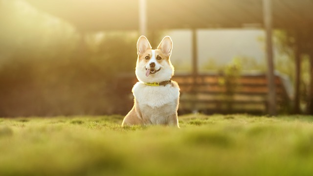 best air purifier for pets