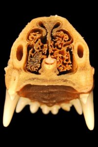 cavity-prevention-blog-640x480-63308084.jpeg