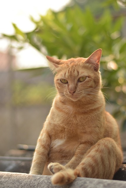 Cute Orange Cats