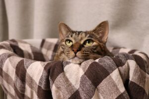 cute-orange-tabbies-640x480-54347019.jpeg