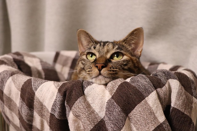 cute-orange-tabbies-640x480-54347019.jpeg