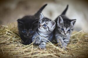 domestic-cats-640x480-16194785.jpeg