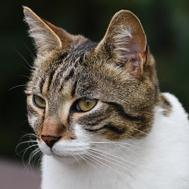 Domestic Cats