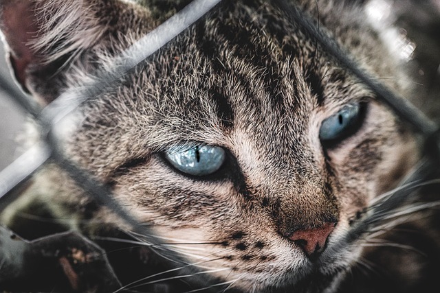Domestic Cats