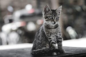 domestic-cats-640x480-36406486.jpeg