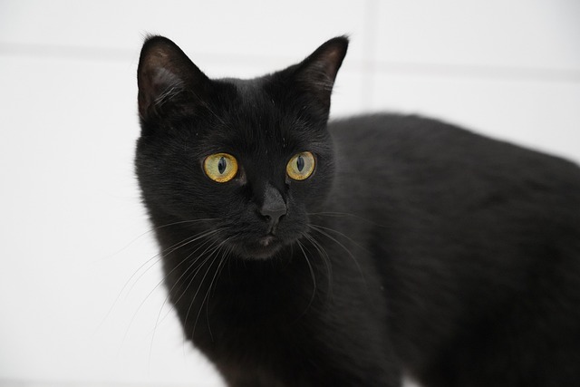 Domestic Cats