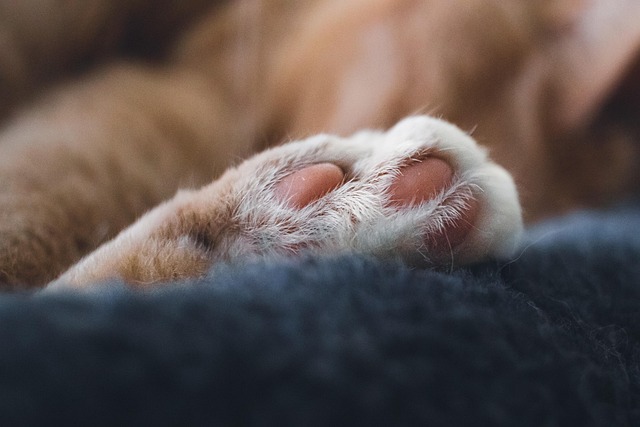 Domestic Cats