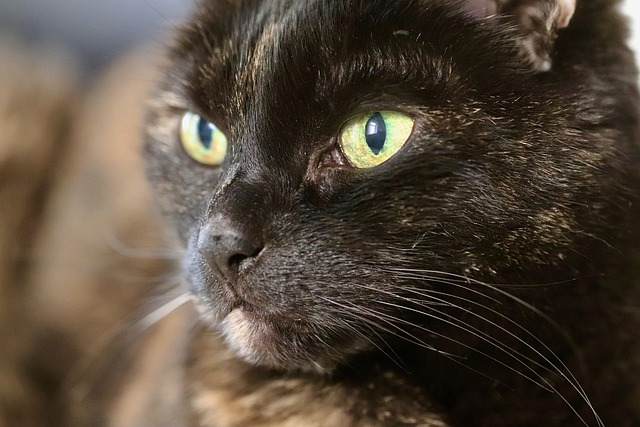 Domestic Cats