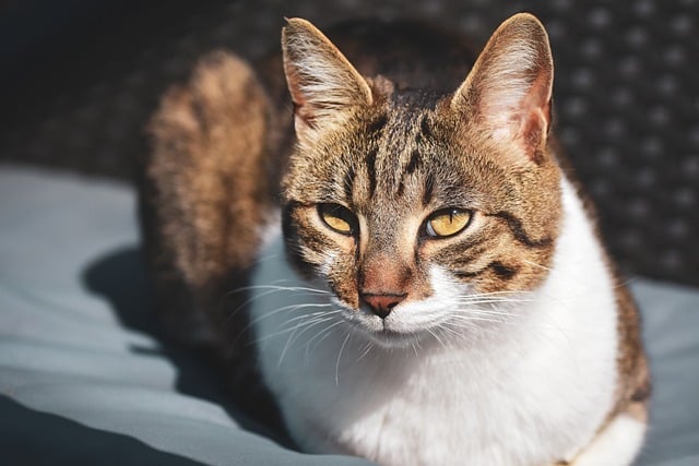 Domestic Cats
