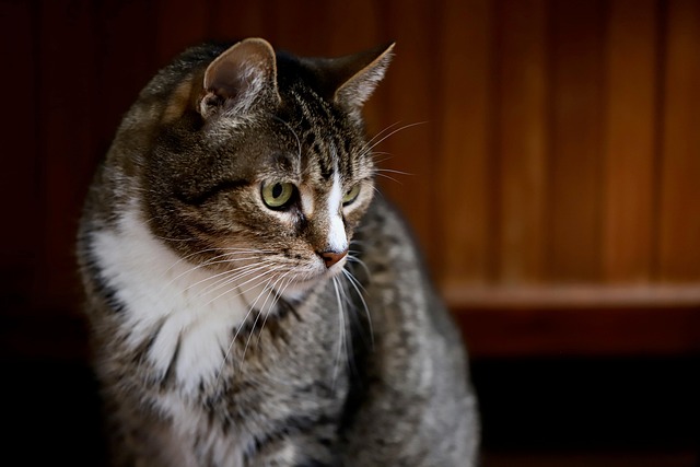 Domestic Cats