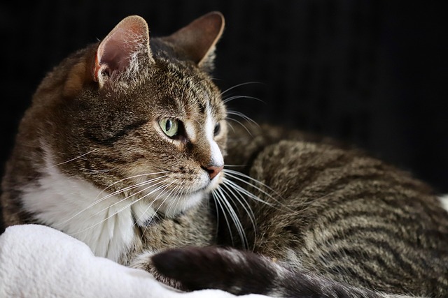 Domestic Cats