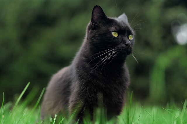 Domestic Cats