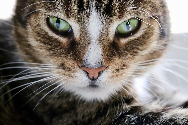 Domestic Cats
