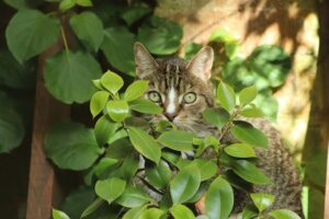 domestic-cats-640x480-7050152.jpeg