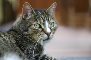 domestic-cats-640x480-73151142.jpeg