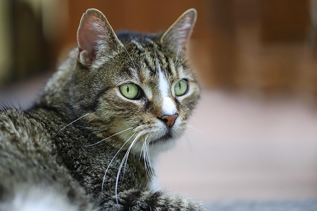 domestic-cats-640x480-73151142.jpeg