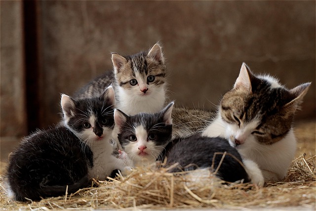Domestic Cats