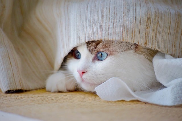 Domestic Cats