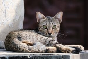 domesticated-orange-tabbies-640x480-26685354.jpeg
