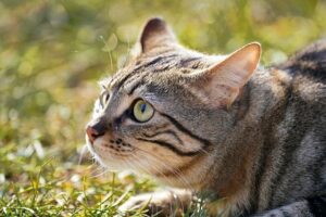 domesticated-orange-tabbies-640x480-50414241.jpeg