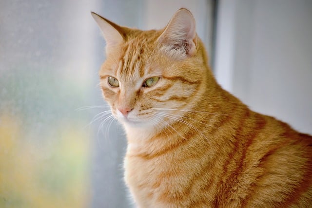 Domesticated Orange Tabbies