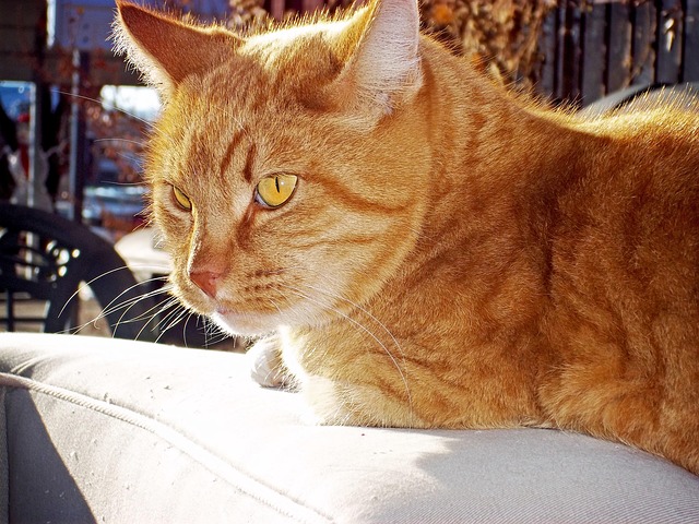 Domesticated Orange Tabbies